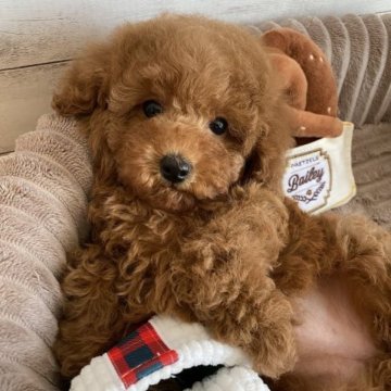 トイプードル(タイニー)【三重県・女の子・2023年10月10日・レッド】の写真「🎄セール🎄ムッチリボディのかわいい女の子です♡」