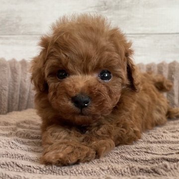 トイプードル(ティーカップ)【三重県・女の子・2024年1月8日・レッド】の写真「小さくてとってもかわいい女の子🩷」