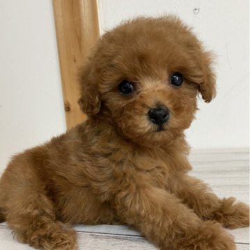 トイプードル(ティーカップ)【三重県・男の子・2024年1月8日・レッド】の写真「小さくおっとりかわいいイケメンくん🩷」