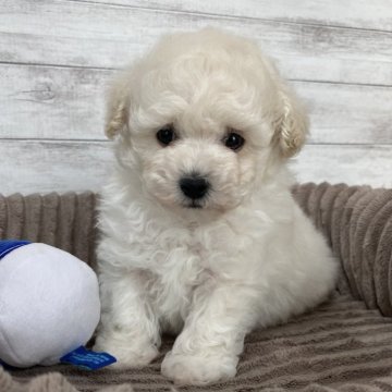 ミックス(ビションフリーゼ×トイプードル)【三重県・男の子・2023年12月17日・ホワイト】の写真「わたあめボディのかわいい男の子です🐾」
