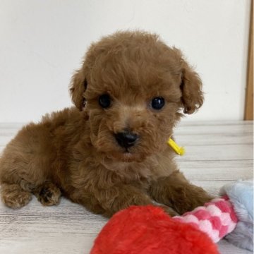 トイプードル(タイニー)【三重県・男の子・2024年1月21日・レッド】の写真「タイニーサイズの中でも小ぶりなイケメン君🐾」
