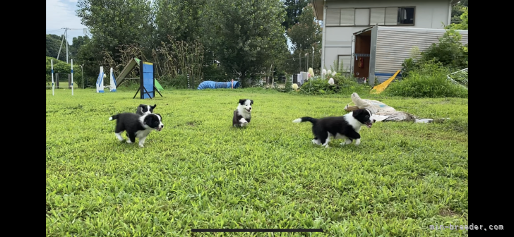 豊かな自然のつくば市でのびのびと一頭一頭大切に育ててます。｜山口　哲也(やまぐち　てつや)ブリーダー(茨城県・ボーダーコリーなど・JKC/日本警察犬協会/日本シェパード犬登録協会登録)の紹介写真2