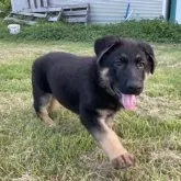 ジャーマン・シェパード・ドッグ【茨城県・男の子・2023年6月14日・ブラック&タン】の写真1「黒がしっかりとしたブラックタンお顔も整っていてとてもキュートです。」