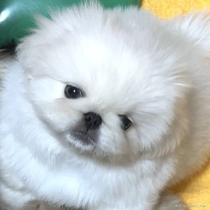 ID：2509-04648の子犬