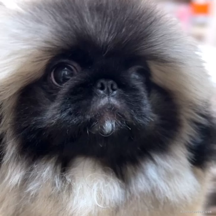 ID：2509-01606の子犬