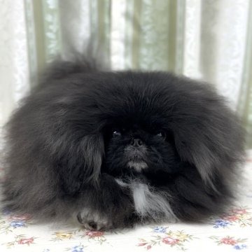 ペキニーズ【北海道・男の子・2025年6月2日・ブラック】の写真「とてもモフモフかわいい爆毛くん。💓」