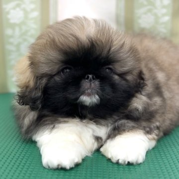 ペキニーズ【北海道・女の子・2025年9月30日・フォーン】の写真「🩷 3姉妹の中で1番おとなしいです🩷」