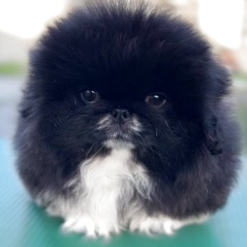 ペキニーズ【北海道・女の子・2025年6月2日・ブラック】の写真「🫶ブラックビューティーちゃん🫶」