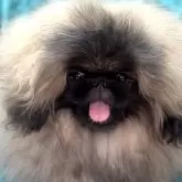 ペキニーズ