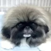 ペキニーズ