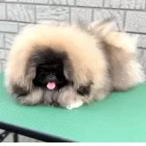 ペキニーズ