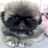 ペキニーズ
