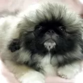 ペキニーズ