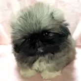 ペキニーズ