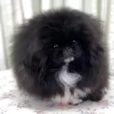 ペキニーズ【北海道・男の子・2025年6月2日・ブラック】の写真4