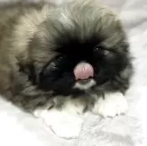 ペキニーズ【北海道・女の子・2025年9月30日・フォーン】の写真4