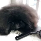 ペキニーズ【北海道・男の子・2025年6月2日・ブラック】の写真2