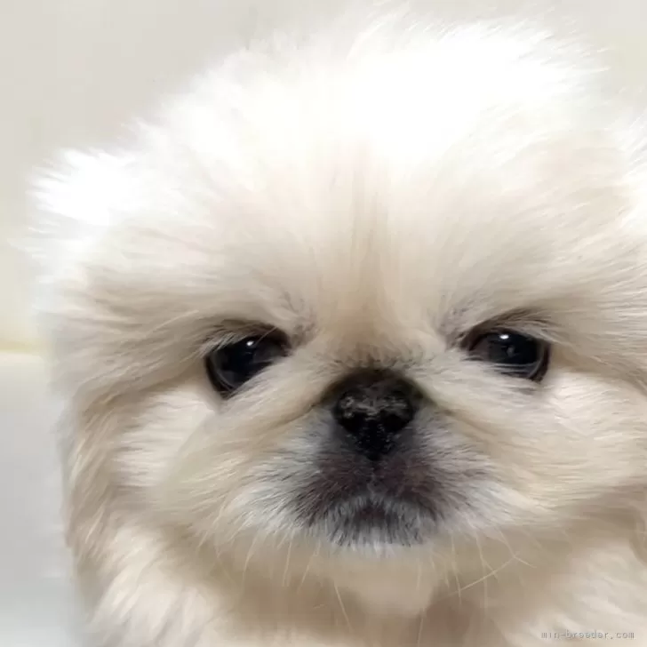 maaria 様のお迎えした子犬