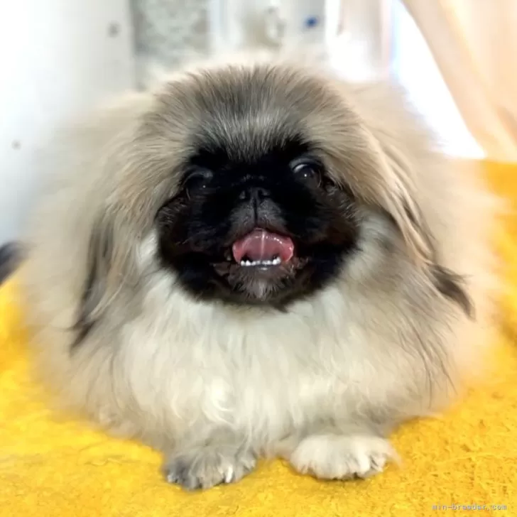 ID:2312-04866の子犬