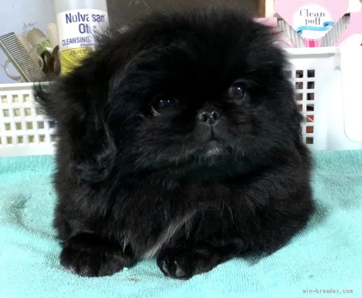 ID:2201-01185の子犬