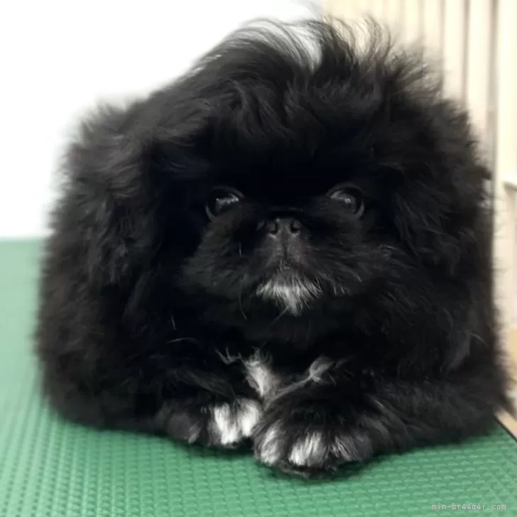 ID:2408-04265の子犬