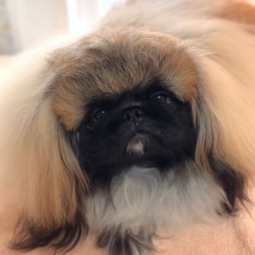ペキニーズ【北海道・男の子・2023年11月10日・フォーン】の写真「✨明るくて陽気なイケメン君✨」