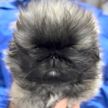 ペキニーズ【北海道・男の子・2024年3月26日・フォーン】の写真「🩷お餅顔のつぶらな瞳君🩷」