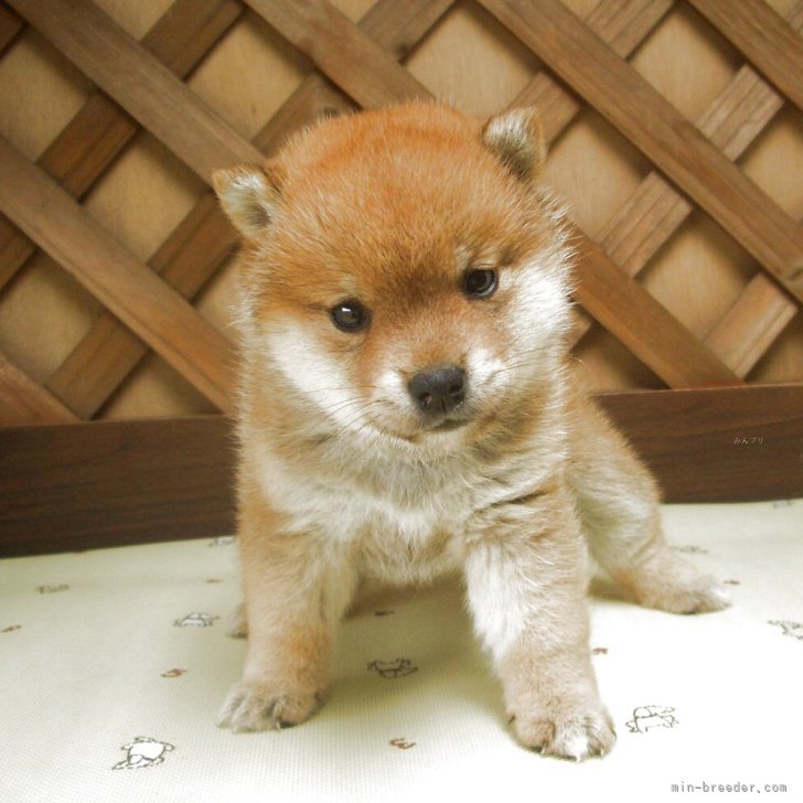 渋い顔の犬➰金属製 めちゃ重 帰ろうよ〜 急いだらこれ💦 この顔🤭めちゃキレてる💢 前に