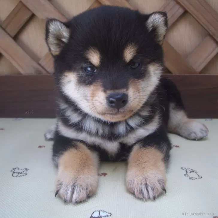 M.K 様のお迎えした子犬