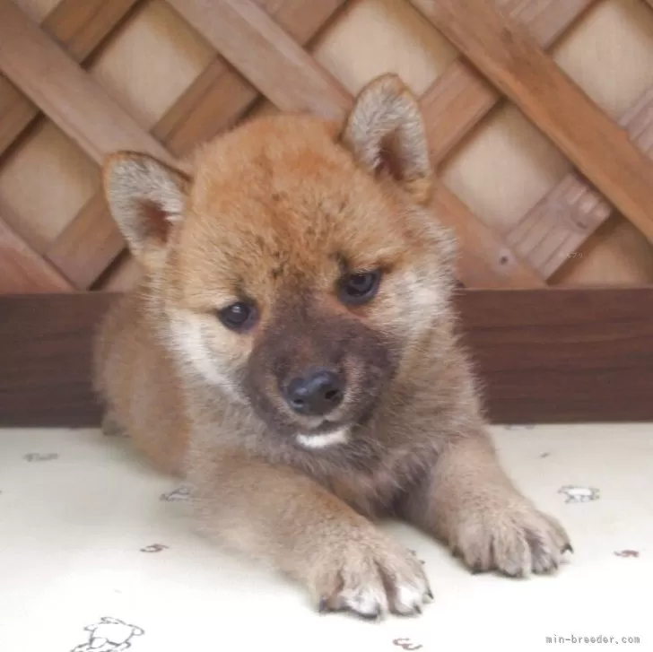柴犬(標準サイズ)【茨城県・女の子・2025年5月1日・赤】の写真1「元気いっぱい仲良し3姉妹」