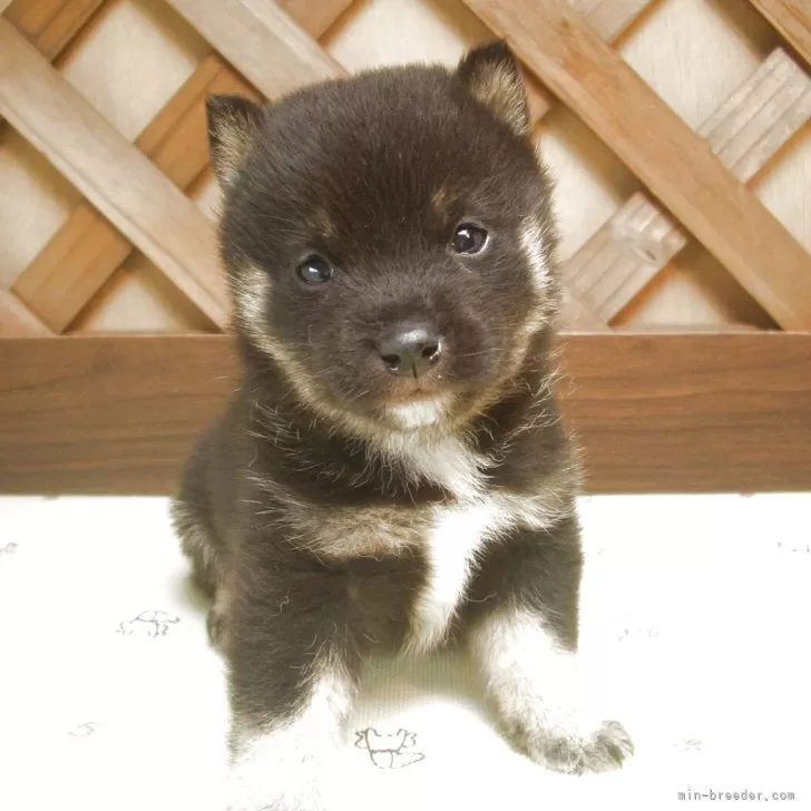 ID:2505-02412の子犬