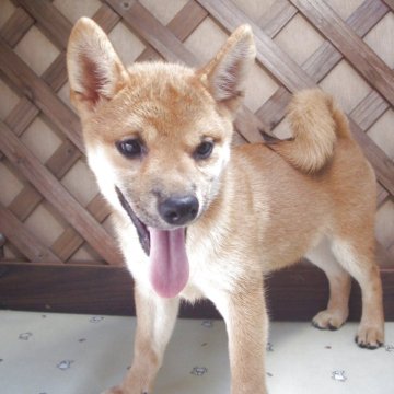 柴犬(標準サイズ)【茨城県・女の子・2025年5月1日・赤】の写真「サマーキャンペーン値下げ　両親とも優秀血統」