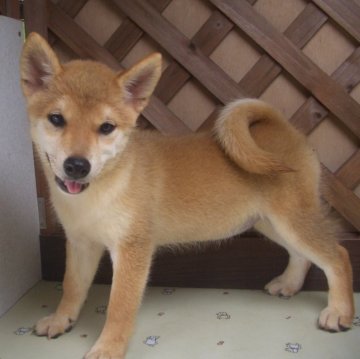 柴犬(標準サイズ)【茨城県・女の子・2025年5月1日・赤】の写真「父母ともに優秀血統の子犬　一見してください」