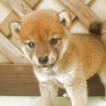 豆柴【茨城県・男の子・2025年8月31日・赤】の写真「元気いっぱいスクスク成長中　豆柴の男の子」