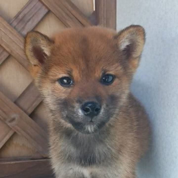 柴犬(豆柴)【茨城県・男の子・2025年8月31日・赤】の写真「元気いっぱいスクスク成長中　豆柴の男の子」