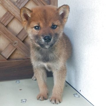 柴犬(豆柴)【茨城県・男の子・2025年8月31日・赤】の写真「🔴赤毛の豆柴　値下げしました　スクスク成長中」