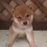 柴犬(標準サイズ)