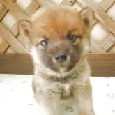 豆柴