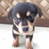 ミックス(ダックスフンド×柴犬)【茨城県・男の子・2025年8月30日・ブラック&タン】の写真1「体重700g」