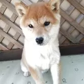 柴犬(標準サイズ)