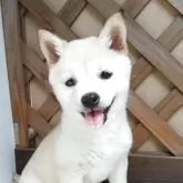 豆柴