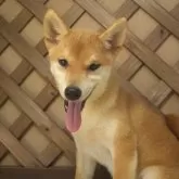 柴犬(標準サイズ)