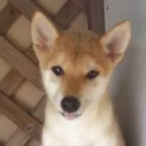 柴犬(標準サイズ)