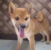 柴犬(標準サイズ)