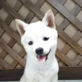 豆柴