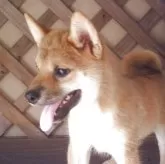柴犬(標準サイズ)