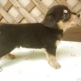 ミックス(ダックスフンド×柴犬)【茨城県・男の子・2025年8月30日・ブラック&タン】の写真2