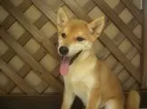 柴犬(標準サイズ)【茨城県・女の子・2025年5月1日・赤】の写真3