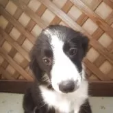 ボーダーコリー【茨城県・男の子・2025年5月18日・ブラック&タン】の写真3