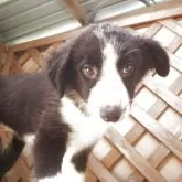 ボーダーコリー【茨城県・男の子・2025年5月18日・ブラック&タン】の写真5